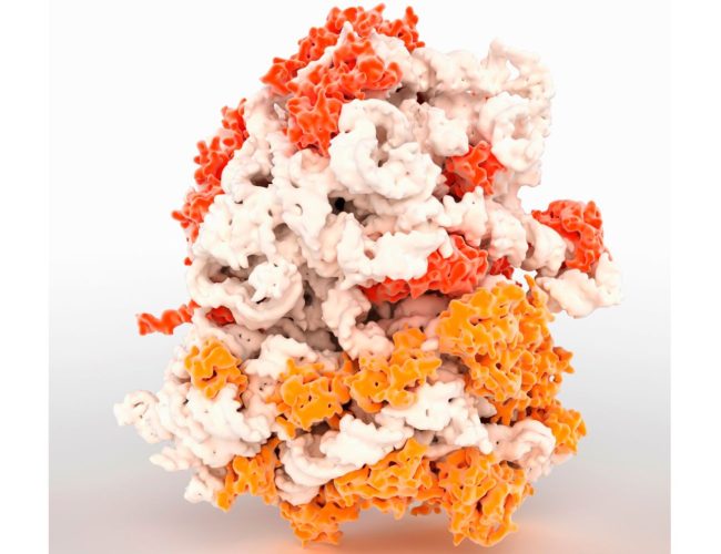 Ribosomer och proteinsyntes – Allt du Bör Veta