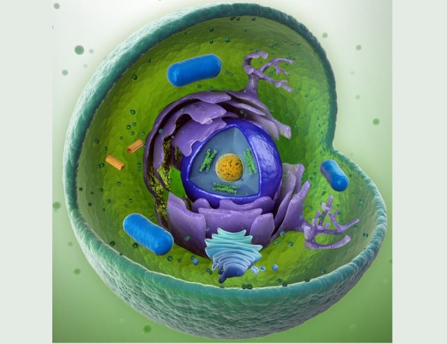 Vad är en organell?