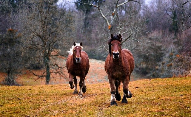 ”The Pasture” av Robert Frost: A Poem of Invitation