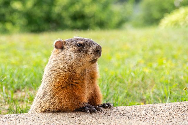 10 Groundhog Day-citat för att påminna dig om att våren är nära