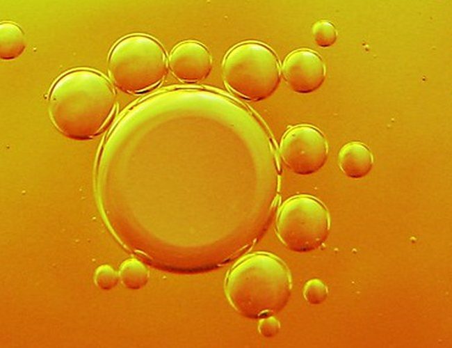 Vilka är monomererna av triglycerider?