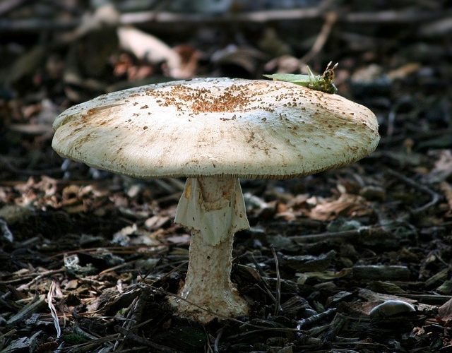 Vilken typ av miljö gillar svampar?