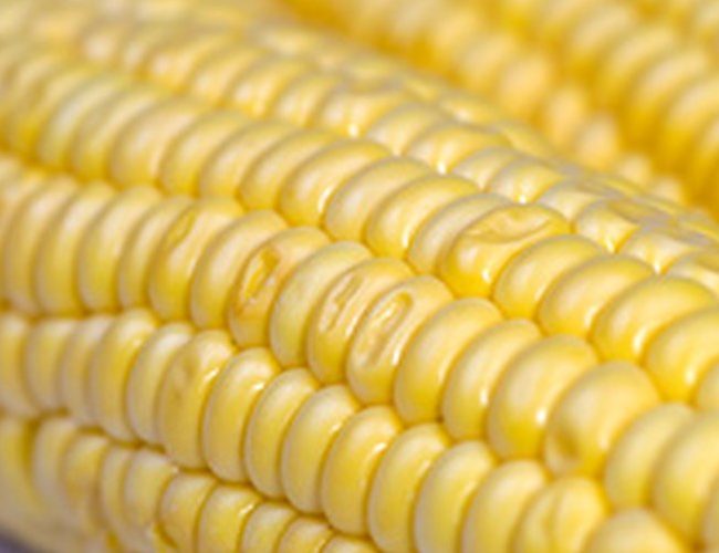 Vad är Roundup Ready Corn?