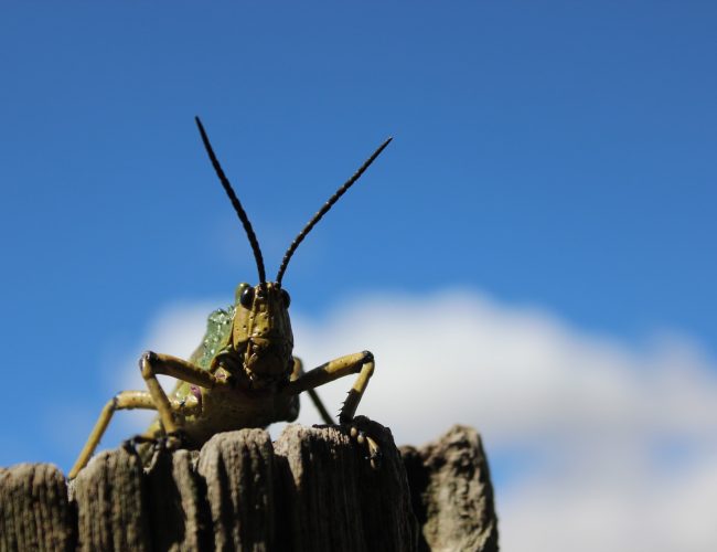 Hur man skiljer man från kvinnliga syrsor