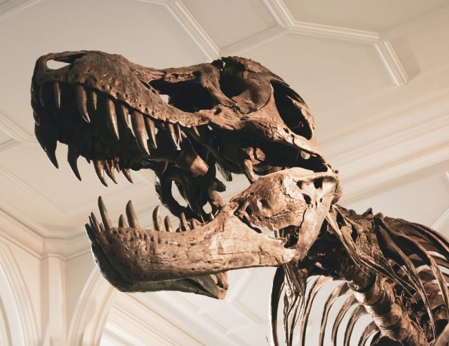Vilka är de tre tidsperioderna som dinosaurierna levde i?